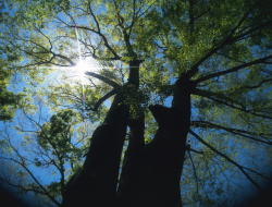 ������j�C���[�W